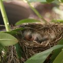 3 - First noticed babies on May 13